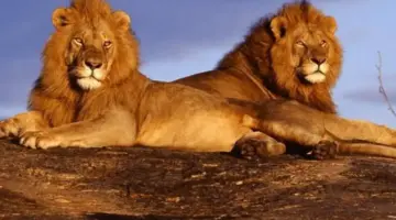 حافظ على توازنك وتجنب الغرور.. حظك اليوم برج الأسد الأحد 29 مارس 2026